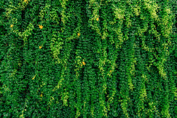 Green vine eco wall. Green creeping plant with wet leaves climbing on wall after rain. Green leaves texture background. Green leaves of ivy with raindrops. Sustainable building. Close to nature.