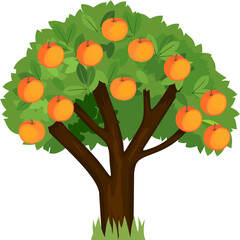 Wall Mural - Cartoon peach tree with green crown and ripe peaches isolated on white background