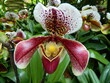 Blumen Orchideen