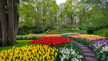 Landscape Of Colorful Beautiful Blooming Tulip Field In Lisse KEUKENHOF Park Holland Netherlands In Spring, With Fresh Green Meadow And Trees - Tulips Flowers Background