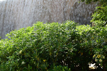 Vegetation Of Green Leafy Bushes, In The Background A Large Waterfall.