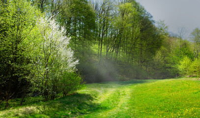 Aufkleber - Art springtime countryside nature background, spring forest beautiful meadow