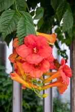 Beautiful Red And Orange Flowers Of The Trumpet Vine Or Trumpet Creeper.