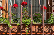 decorating window sills on the street side red geranium in flowerpots. Blooming red Pelargonium hortorum 