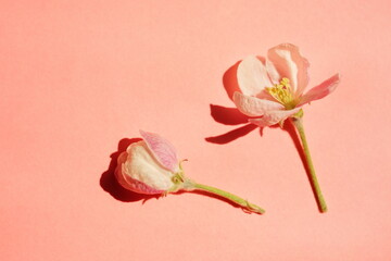 Canvas Print - Floral spring background. Beautiful tender fresh spring flowers of apple tree on pink background.