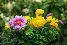 Dalie I Jaskry, Różowe I żółte Wiosenne Kwiaty Jako Ozdoba W Ogrodzie