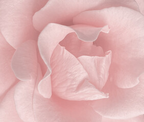  Detail of rose petal pink sweet for background image. Delicate pink rose flower close up, macro detail, flower petals