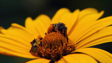 Close-up Of A Honey Bee And An Assassin Bug Sharing The Yellow Flower On A Oxeye Sunflower Plant With A Blurred Background.