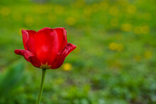 Single, Large, Vibrant, And Fully Open Red Tulip Sits At The Left Of The Image. Grass Background.