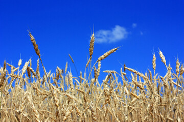 Blue sky over yellow ears of wheat