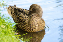 Gray Female Duck Swims On The Pond