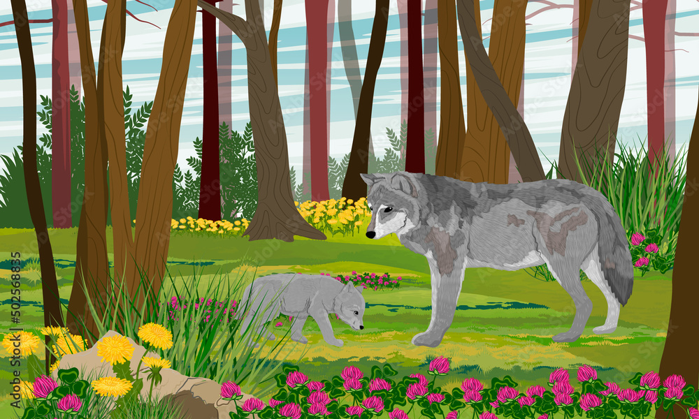 European Gray wolf and wolf cub in the forest with blooming dandelions ...