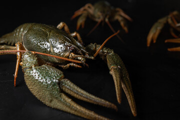 Canvas Print - Common crayfish, live, crustaceans. Lobster. Black background, selective focus. The concept of gourmet food, delicacy, dietary meat.