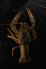 Wall Mural - Common crayfish, live, crustaceans. Lobster. Black background. space for text, selective focus. The concept of gourmet food, delicacy, dietary meat. Vertical photo