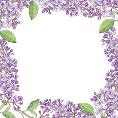 Square frame, background of blooming lilac clusters. Square sticker, postcard background, photos. Realistic hand drawing.