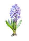 Fototapeta Lawenda - hyacinth isolated on white background