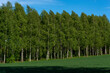 Las brzozowy (Betula L.), błękitne niebo i zielona trawa.