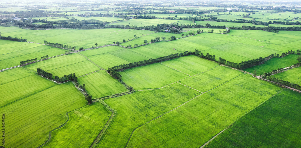 Aerial view of Green rice paddy field, farming cultivation in ...