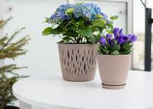 Blooming Hydrangea And Purple Eustoma In Beige Flower Pots On The Balcony. Flower Composition At Home, Beautiful Flowers On The Loggia, Garden Furniture, House Plants.