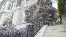 Wisteria Growing On A House's Doorway.
