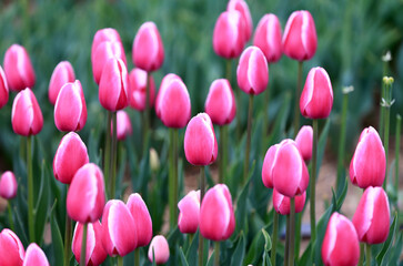 Wall Mural - Blooming tulips, in the field