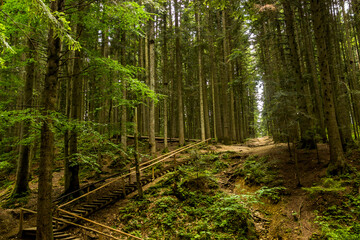 Naklejka na meble wooden ladder in spruce forest in Ukrainian Carpathian, Skole Beskids National Nature Park, Ukraine