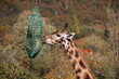 Giraffe im Zoo