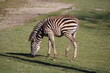 Zebra im Zoo