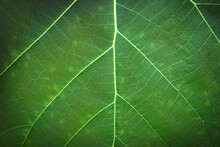 The Green Texture Of Teak Leaf With Pinnately Netted Venation Backgroung.