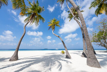 Beautiful Beach With Palm Trees On A Tropical Island In The Maldives