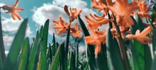 Colorful Orange And Blue Hyacinth Flowers In A Spring Garden On A Beautiful Spring Background. Hyacinthus Is A Small Genus Of Bulbous Fragrant Flowering. High Quality Photo
