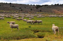 A Flock Of Sheep Grazing On The Hills And Green Fields By The Road To Bodie State Historic Park, California, Western USA