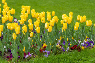 layers of yellow tulip flowers and colored pansies on green background, with selective focus. space 