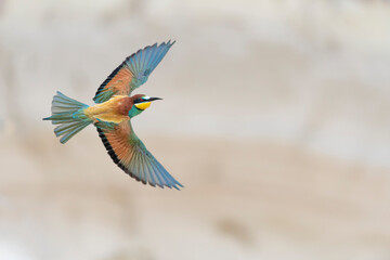 Wall Mural - The amazing bee eater in flight, fine art portrait (Merops apiaster)