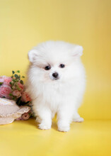 White Fluffy Pomeranian Puppy On A Yellow Background Next To Pink Flowers