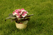 Fiołek Afrykański o białych i różowych płatkach. Roślina doniczkowa dostępna w kwiaciarniach europejskich.