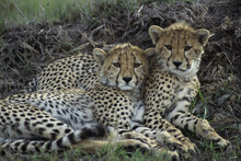 Two Cheetahs Lying Together
