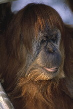 Close-up Of An Orangutan