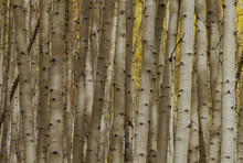 Aspen Trees In A Forest