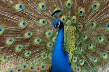 Peacock, Male Indian Peafowl (pavo Cristatus)