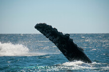 Mexico, Baja California Sur, Cabo Pulmo National Marine Park, Fin Of Humpback Whale (megaptera Novaeangliae)