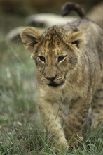 Juvenile Lion Walking In Grass