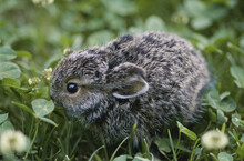 Snowshoe Hare, Alaska, USA