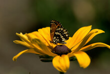 Butterfly On A Black-eyed Susan (Rudbeckia Hirta), Oregon, USA