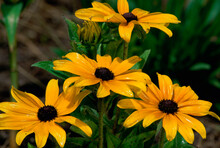 Close-up Of Black-Eyed Susans, Oregon, USA (Rudbeckia Hirta)