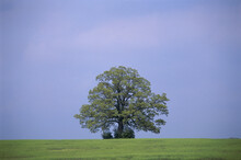 Live Oak Tree On A Hill