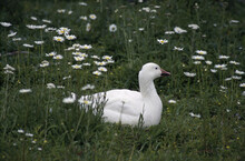 Goose On Grass