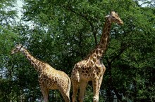 Low Angle View Of Two Giraffes