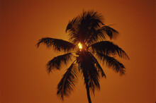 Silhouette Of A Palm Tree During Sunset