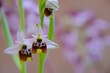 wild orchid, ophrys apifera